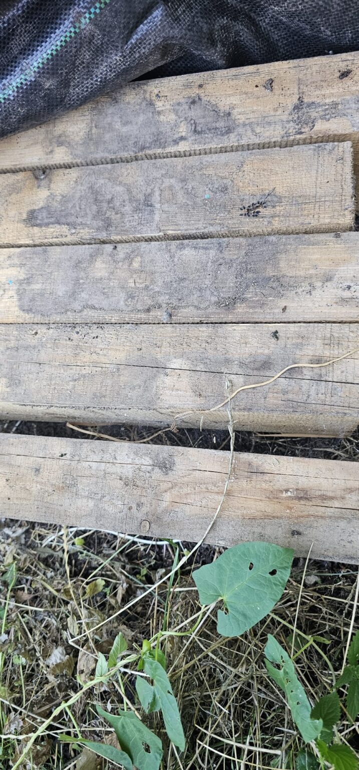 Holzbalken 7m lang