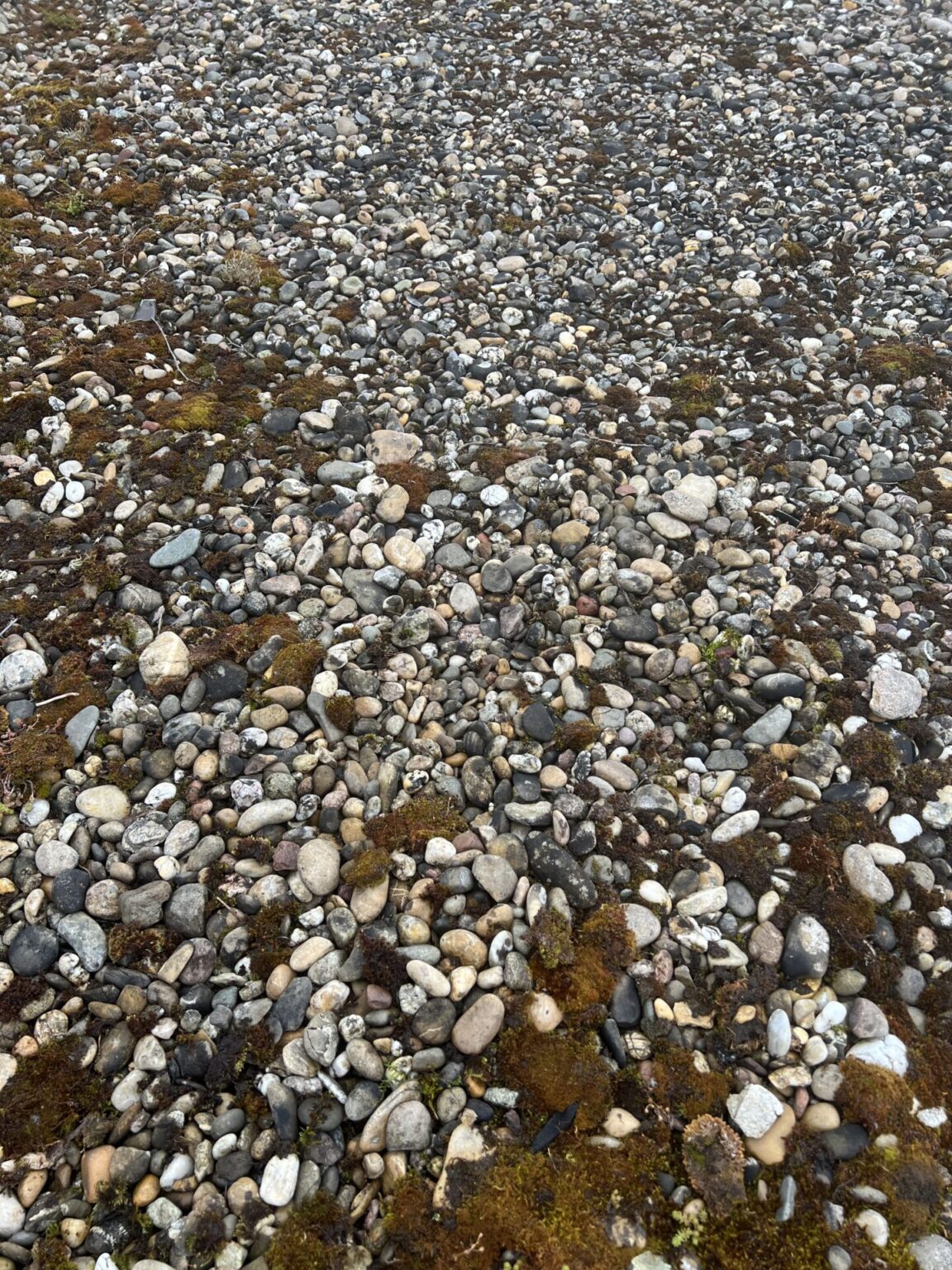 Rheinkies