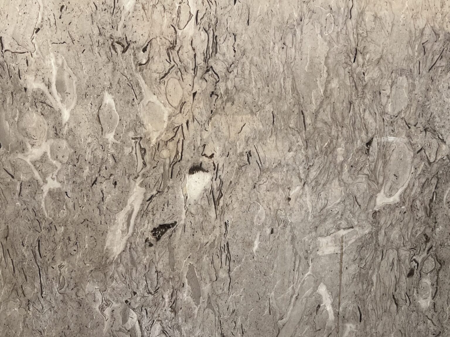 Fossilführender Kalkstein /Muschelkalk Platten in verschiedenen Größe